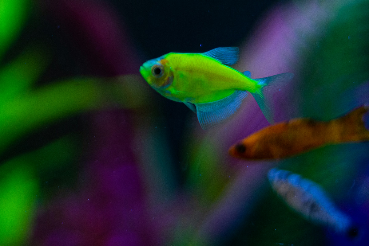 Neon Tetra